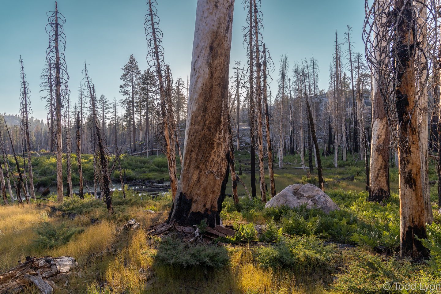 California Camping