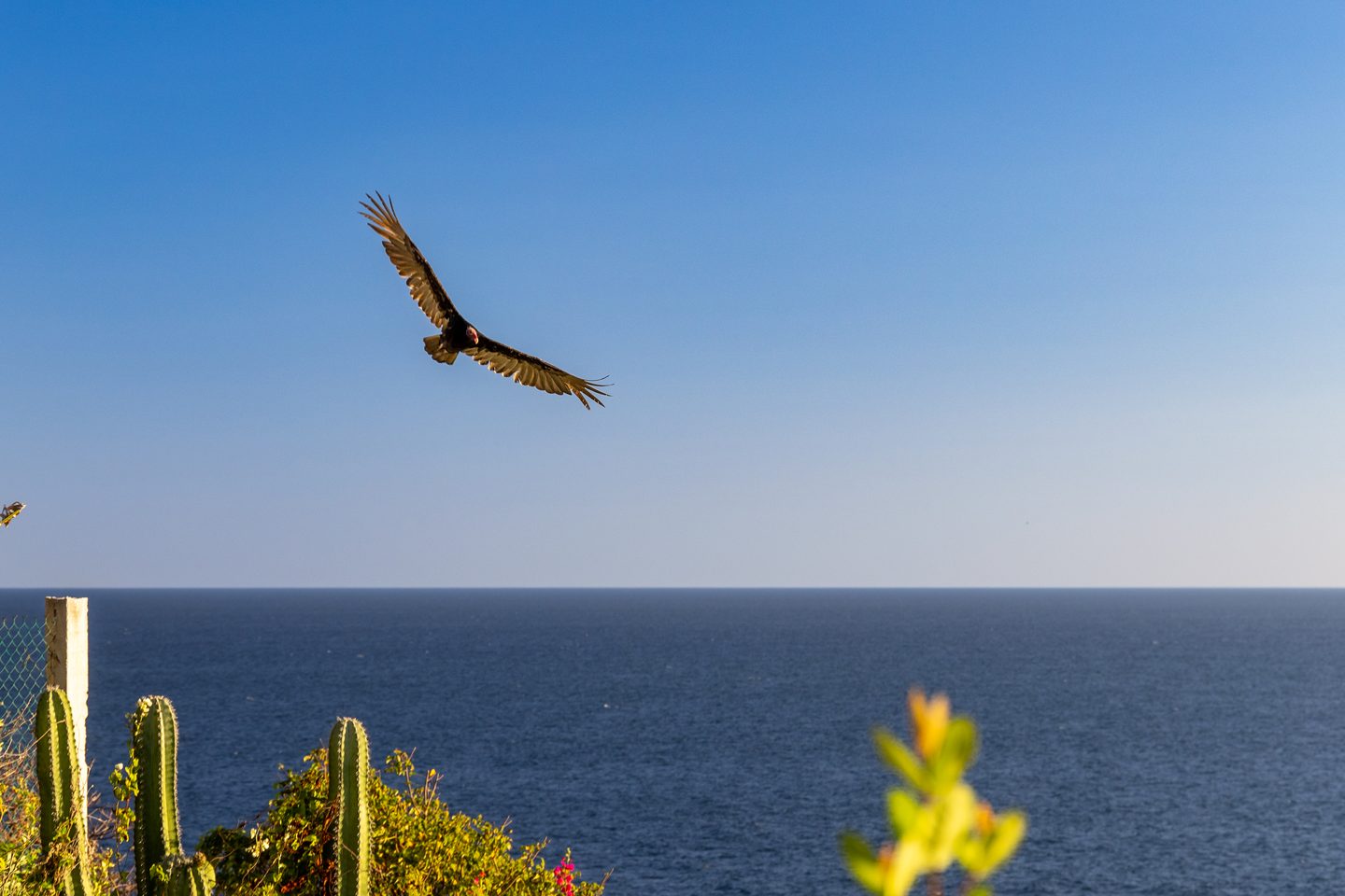 Zipolite Magic